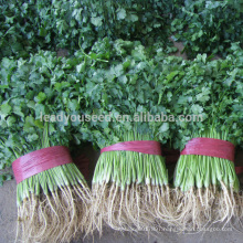 CN01 Kuaida large leaf heat resistant coriander seeds price